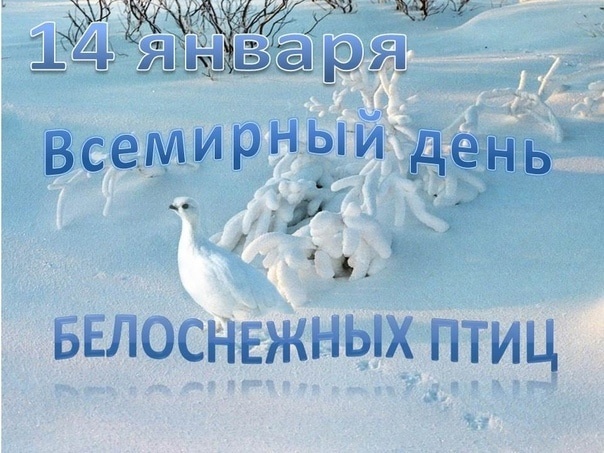 День белоснежных птиц День белоснежных птиц.